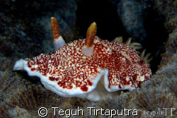 Chromodoris tinctoria, Nudi branch. Captured about 10 met... by Teguh Tirtaputra 